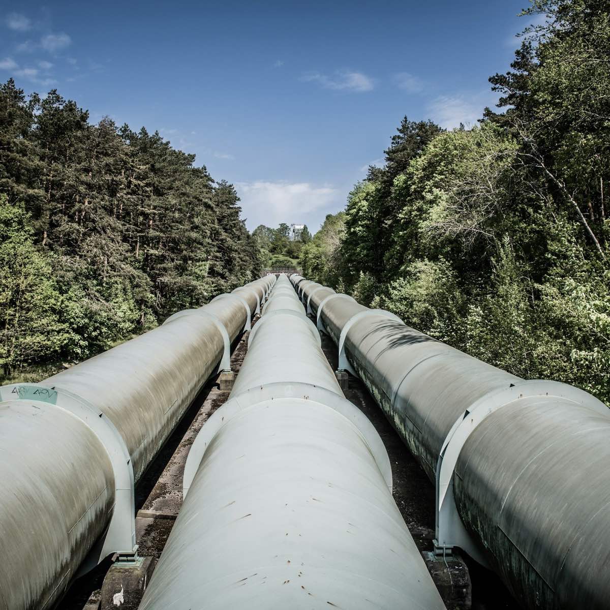 Three large steel pipelines run side by side through a green forest towards the horizon.